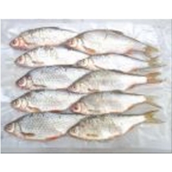 ROACH BULK (8-10 per packet 4-6”) ROACH BULK (8-10 per packet 4-6”)